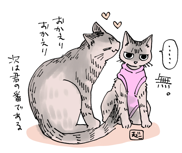 ねこの手術