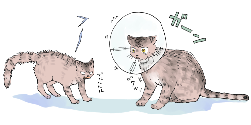 ねこの手術２